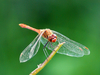 Sympetrum rouge