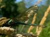 Libellule virgo