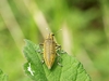 Lixus auguste