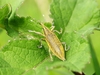 Lixus auguste