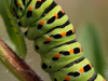 Machaon chenille