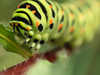 Machaon chenille