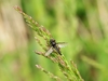 Mouche de la Saint-Marc
