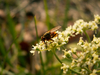 Mouche