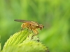 Mouche