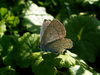 Papillon argus
