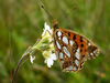 Papillon azuré