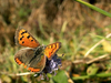 Papillon cuivré