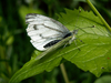 Papillon pieride