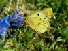 Papillon souci