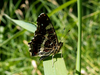 Papillon sylvain