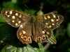 Papillon Tircis