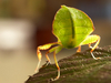 Phyllium-sp