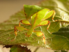Phyllium-sp