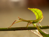 Phyllium-sp