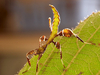 Phyllium sp
