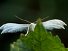 Pterophore blanc