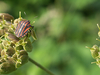 Punaise arlequin