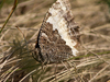 Silène