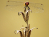 Sympetrum Rouge