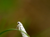Yponomeute