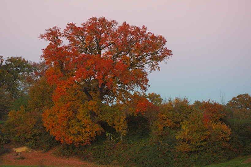 Arbre rouge Arbre rouge