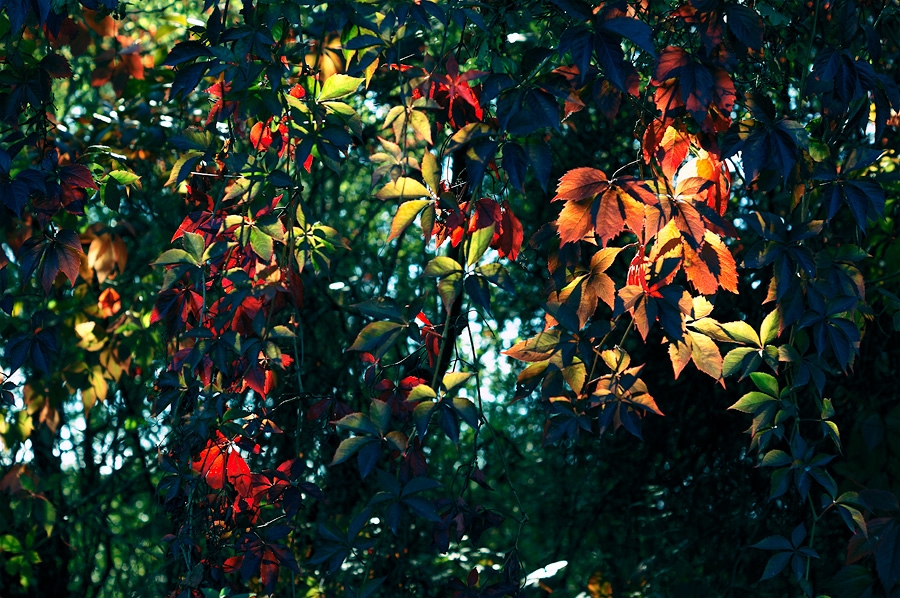 Automne Automne