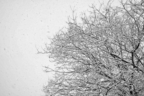 Pluie de flocons Pluie de flocons