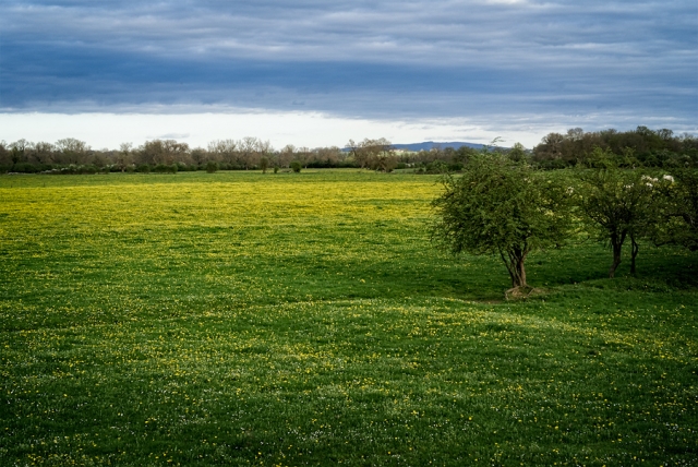 Pré de pissenlits Pré de pissenlits