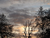 Arbre nu