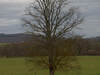 Un mont, un arbre