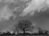 Arbre
