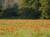 Champ de coquelicots
