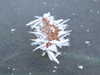 Cristaux de glace