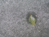 Feuille verte