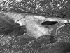 Grottes de glace