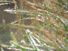 Herbe sous la glace