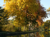 Le platane d'or