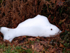 Poisson des neiges