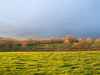 Pré vert