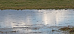reflet