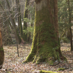 foret-arbre