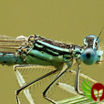 agrion-large-pattes