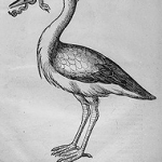 cigogne-ornythologie