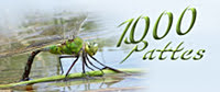 Les 1000 pattes