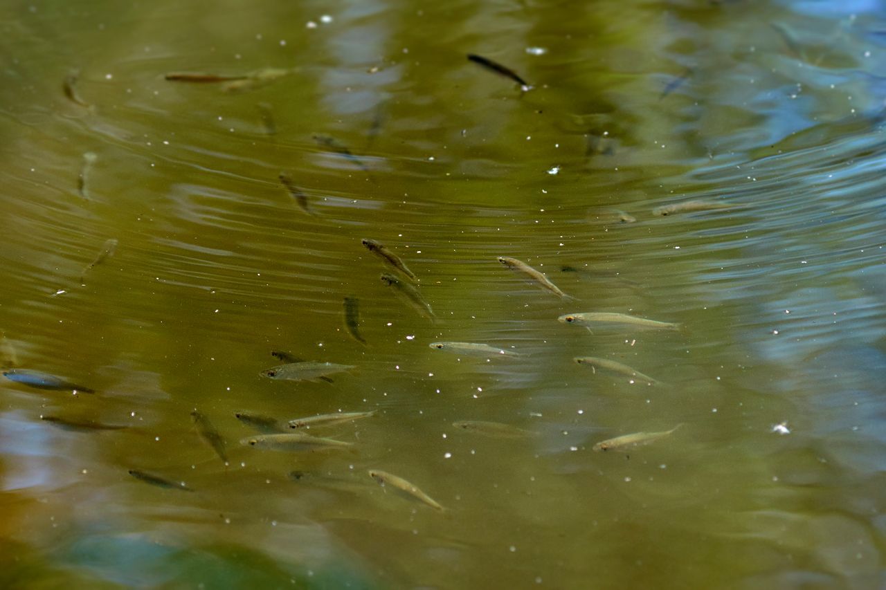Fraie de poissons