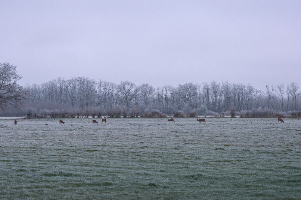 Chevreuils