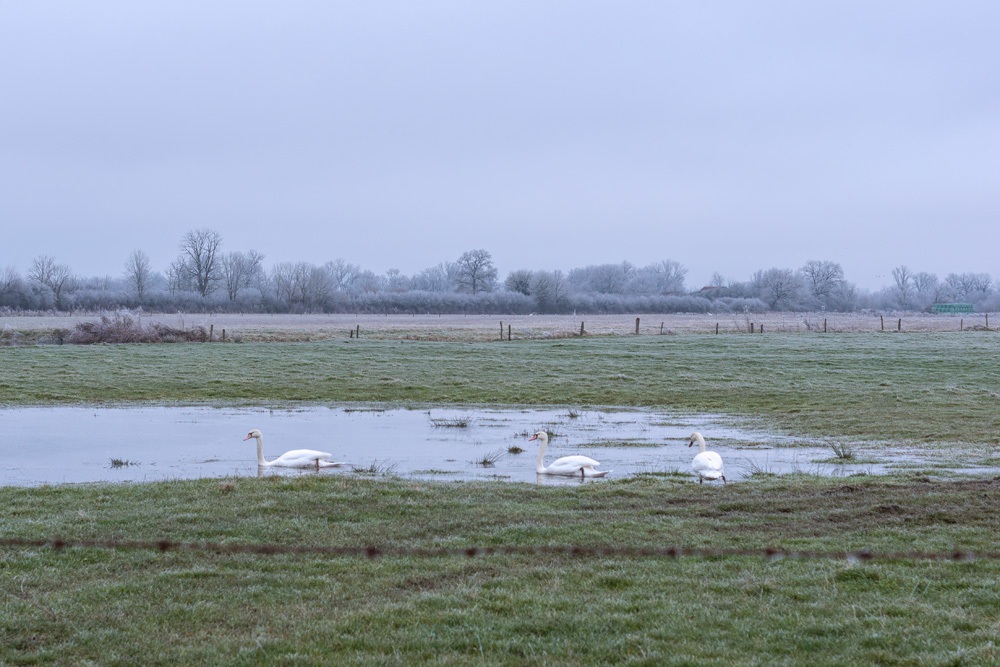 Cygnes