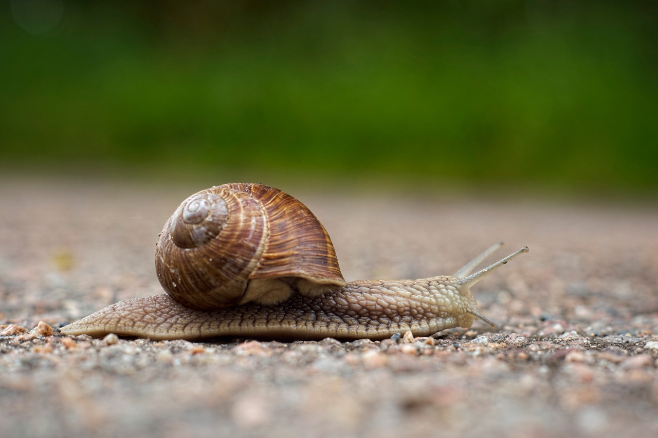 Escargot de Bourgogne