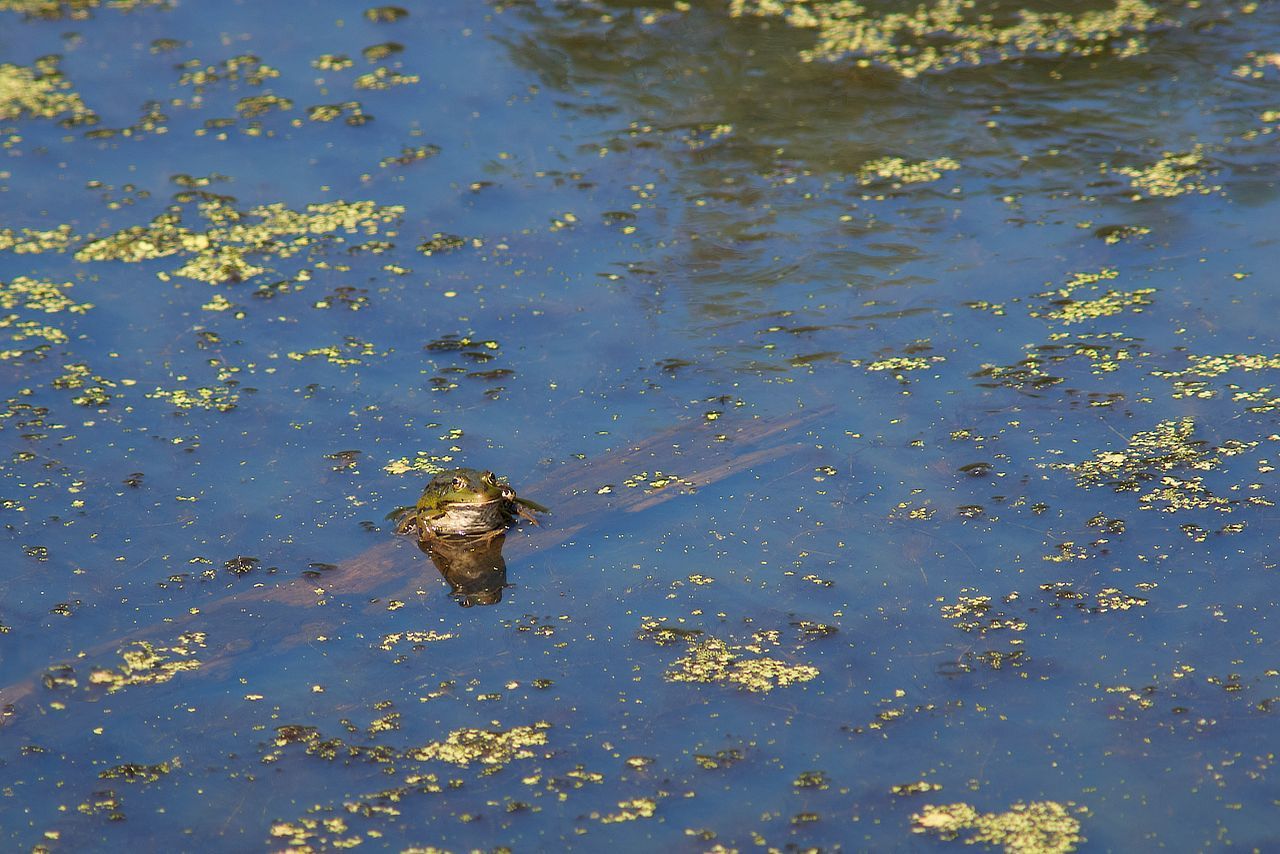 Grenouille verte